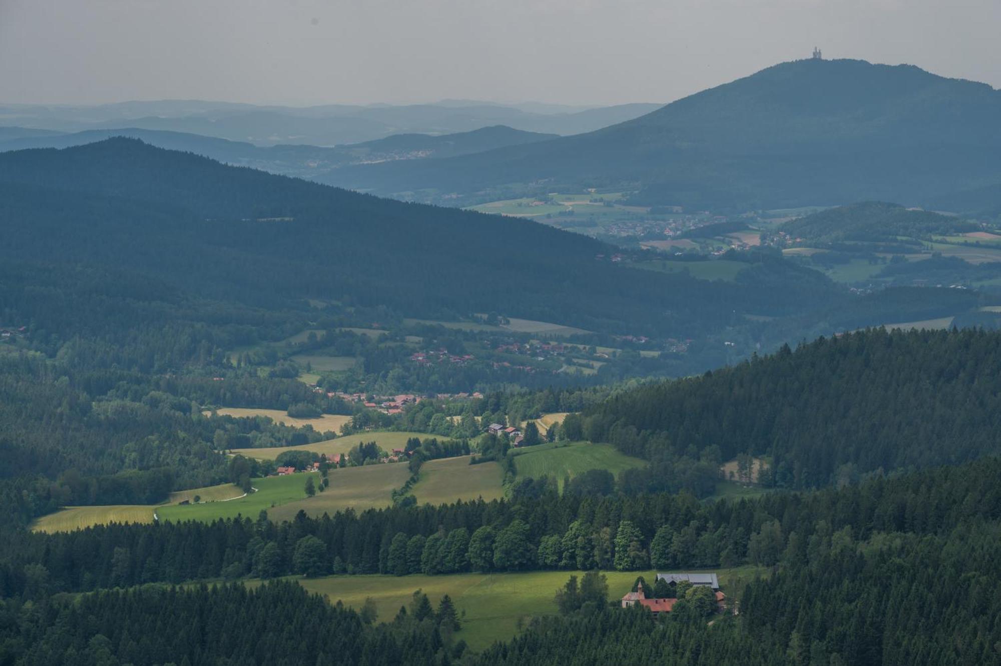 Arberwald